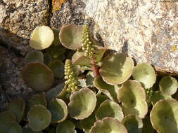 Image of Umbilicus rupestris (Salisb.) Dandy