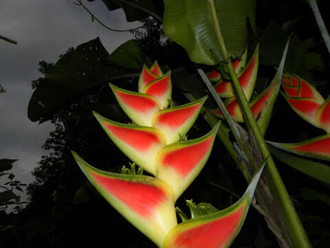 Heliconia wagneriana Petersen的圖片