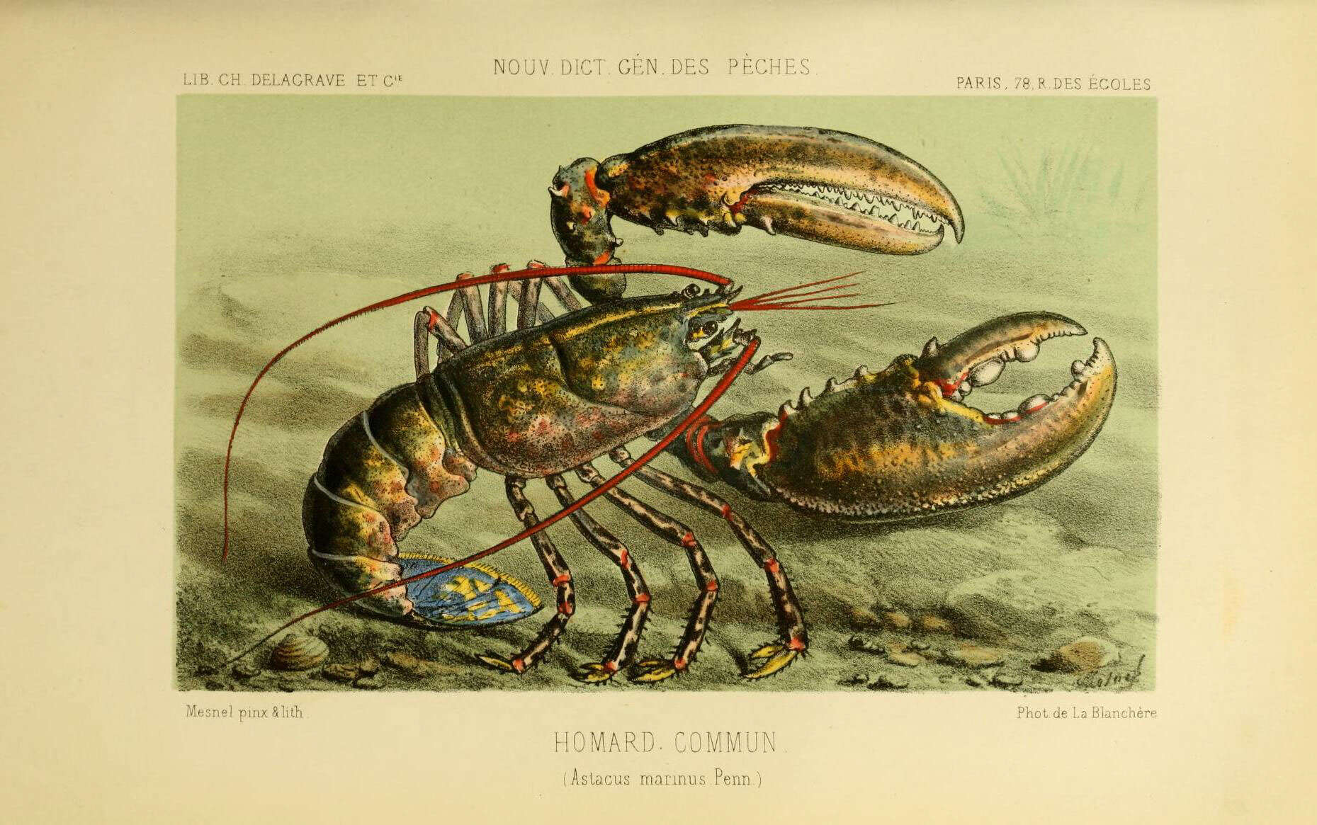 Image de Nephropoidea Dana 1852