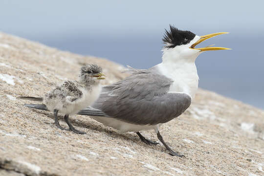 Image of Crested Tern