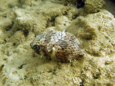 Image of Porcupinefish