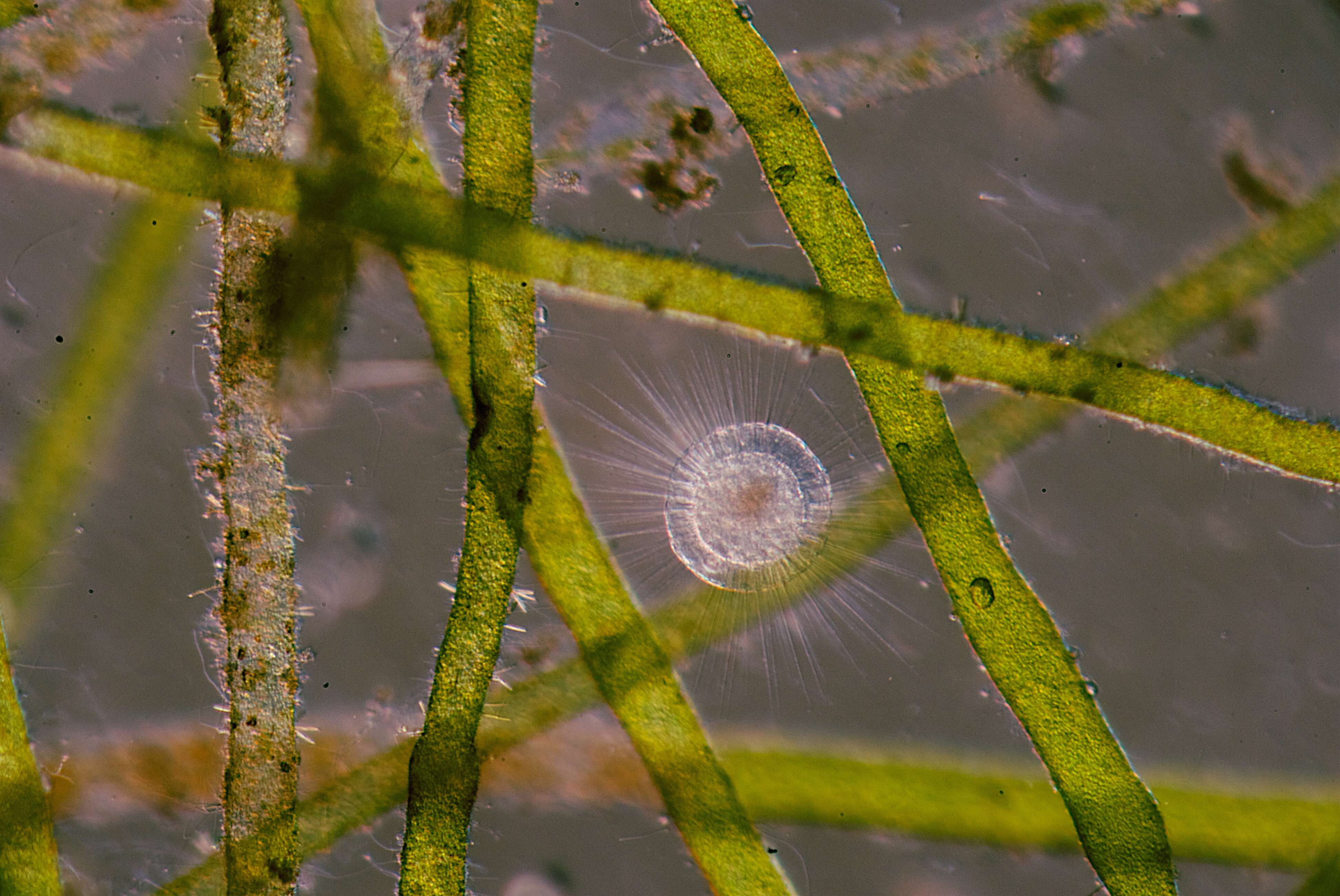 Image of Heliozoa