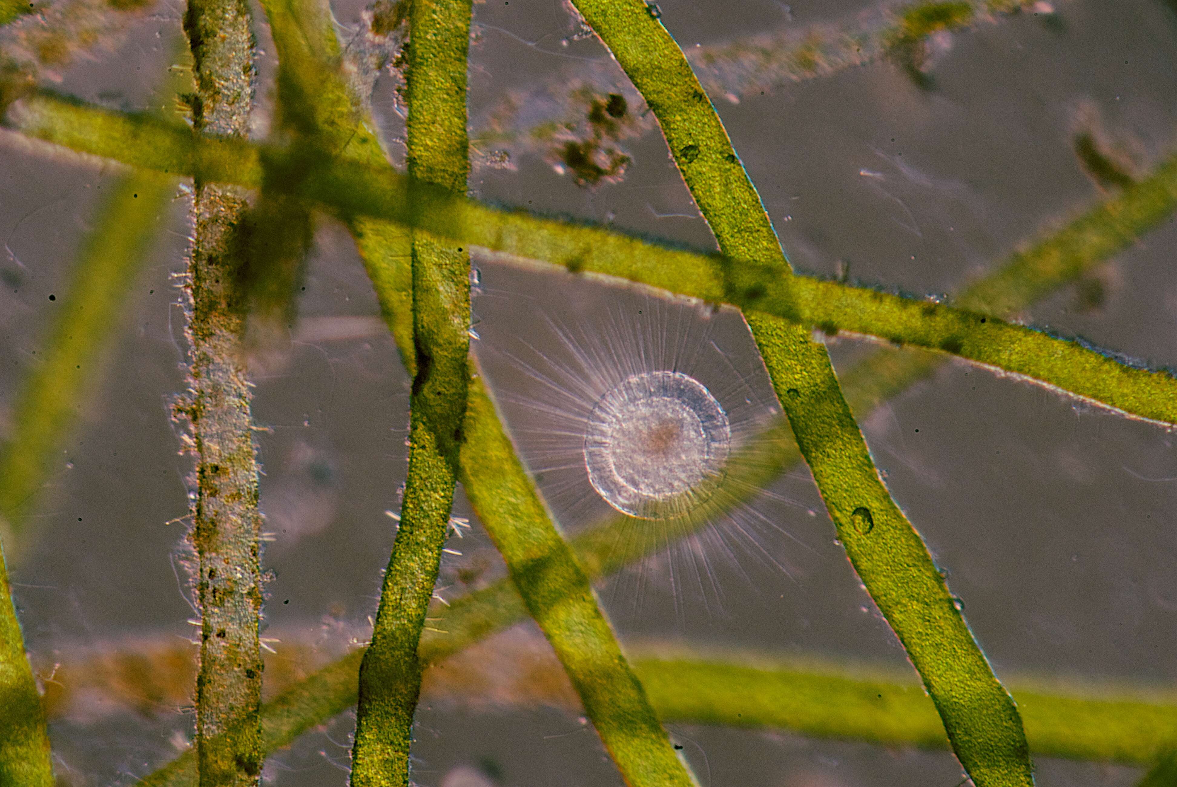 Image of Protist