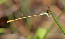 Image of forktail