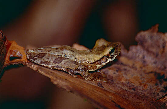 صورة Osteocephalus oophagus Jungfer & Schiesari 1995