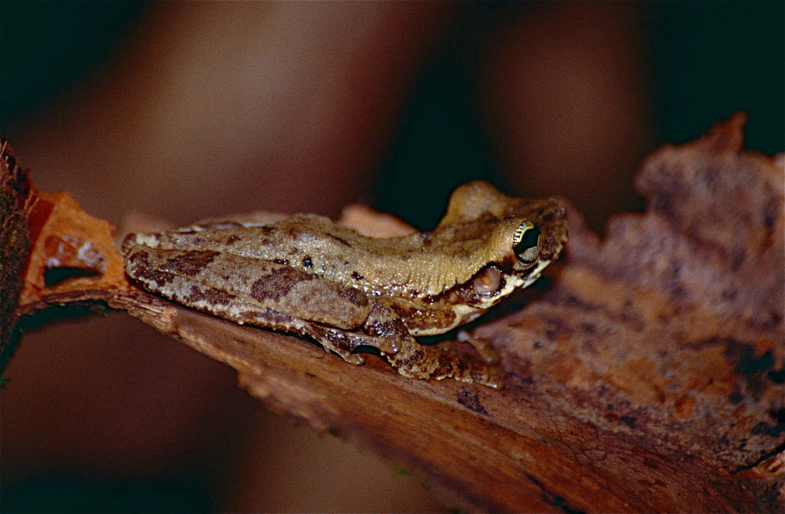 Image of Lophyohylinae Miranda-Ribeiro 1926