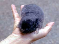 Image of blind mole rats, african mole rats, zokors, and bamboo rats