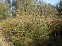 Image of spiny rush