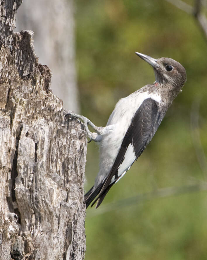 Image of Melanerpes Swainson 1832