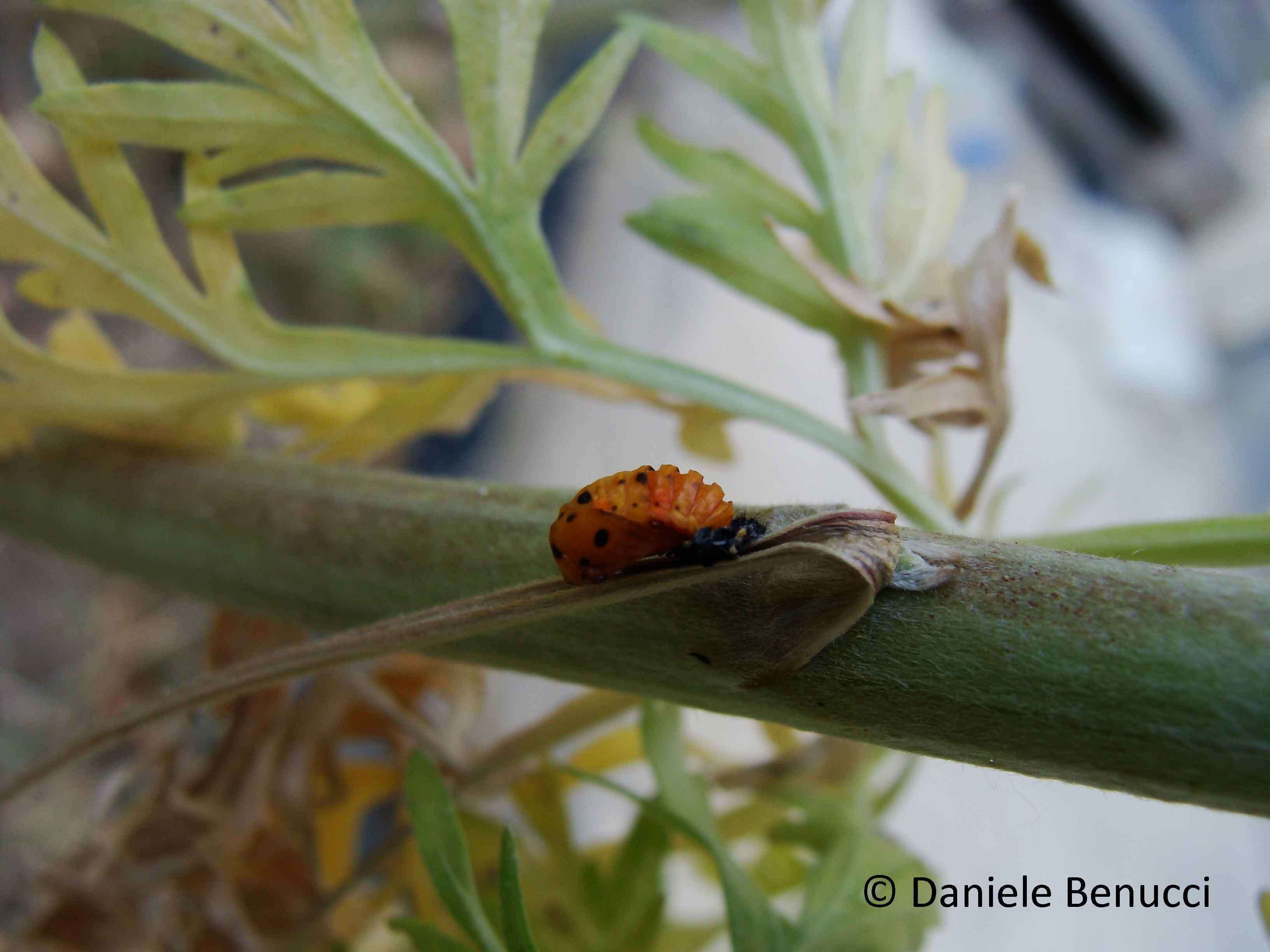 Image of lady beetles