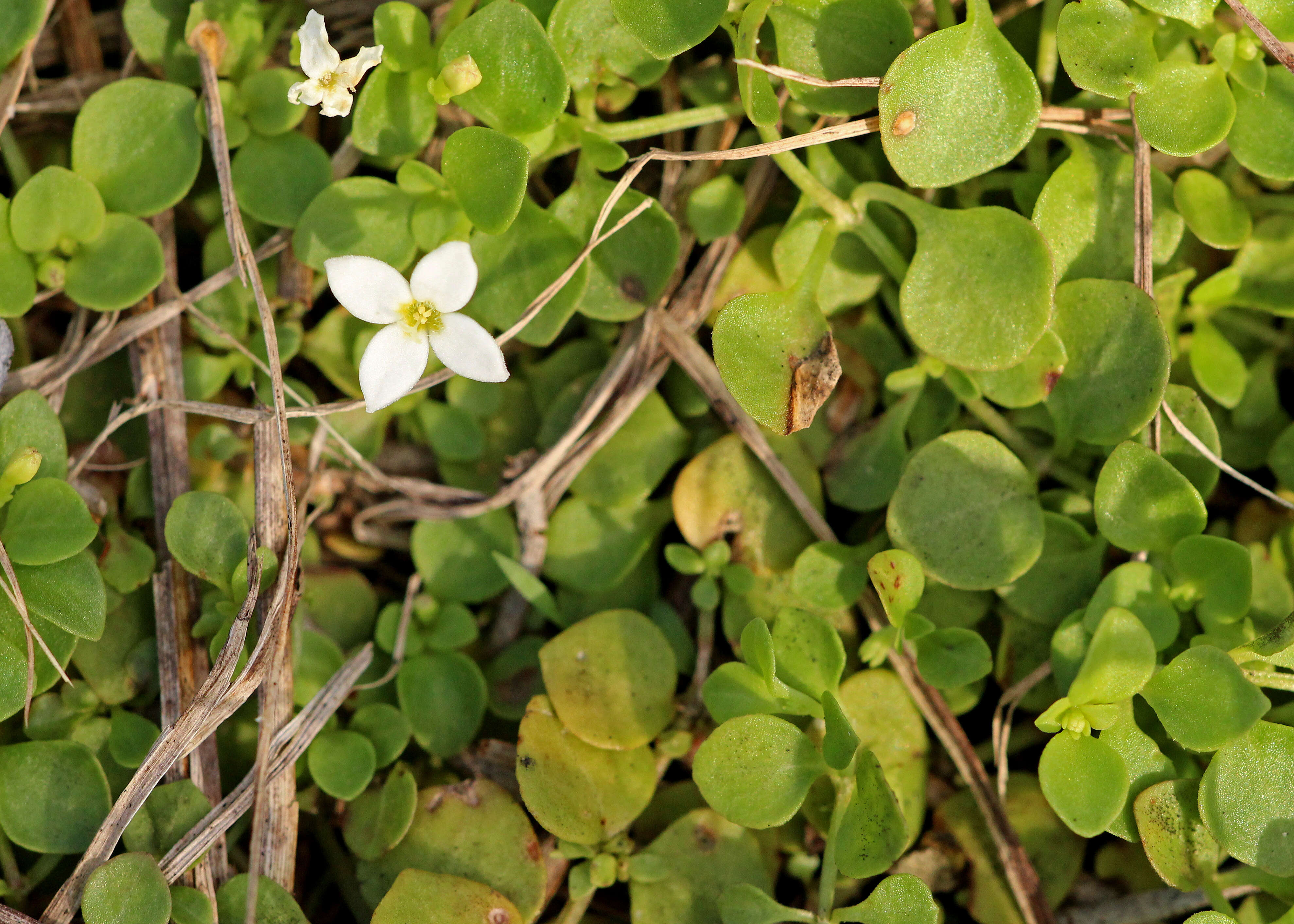 Image of bluet