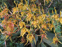 Image de Cyrtochilum pardinum Lindl.