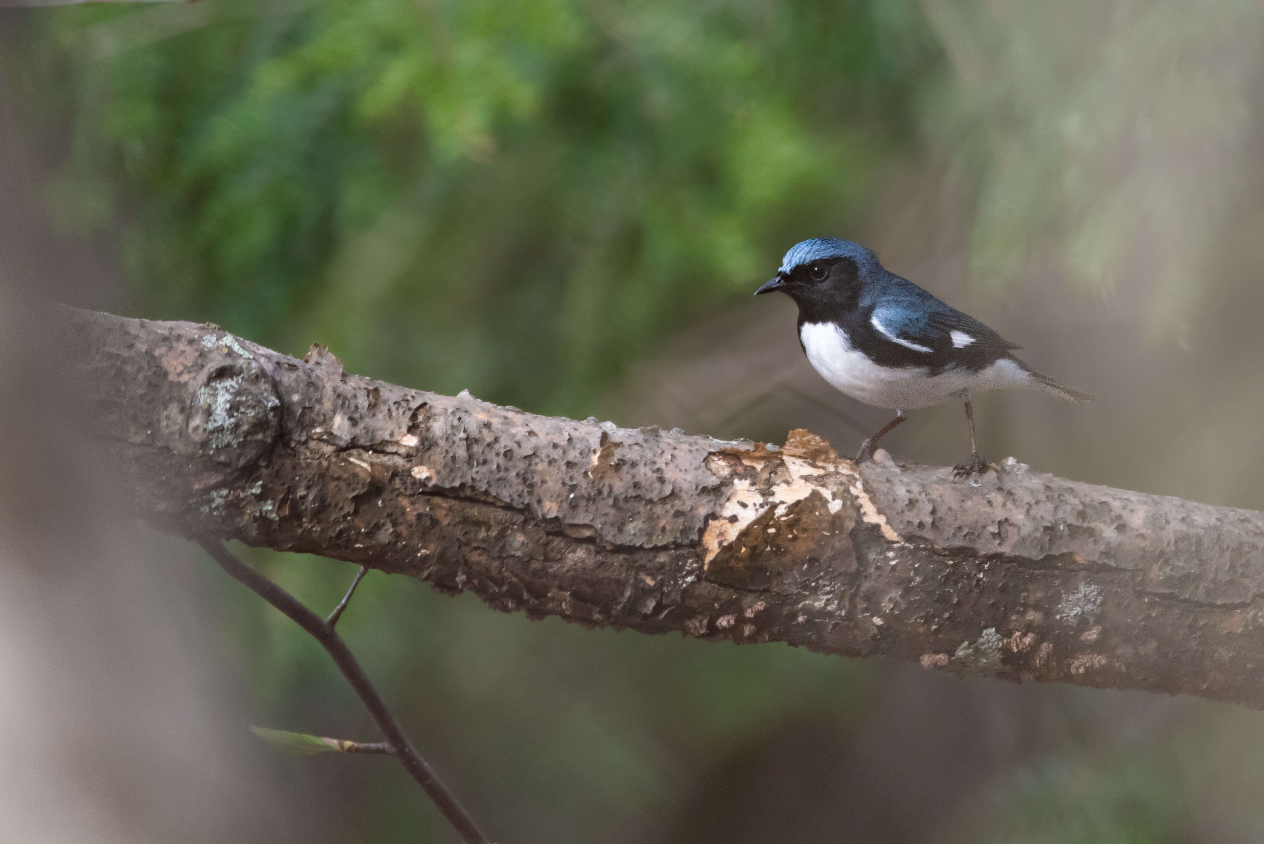 Image of Black-throated Blue Warbler