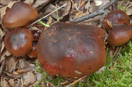 Lyophyllum decastes (Fr.) Singer 1951 resmi