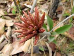 Chresta curumbensis (Philips.) H. Rob. resmi