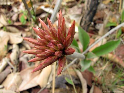 صورة Chresta curumbensis (Philips.) H. Rob.