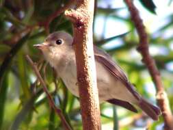 Image of Muscicapa Brisson 1760