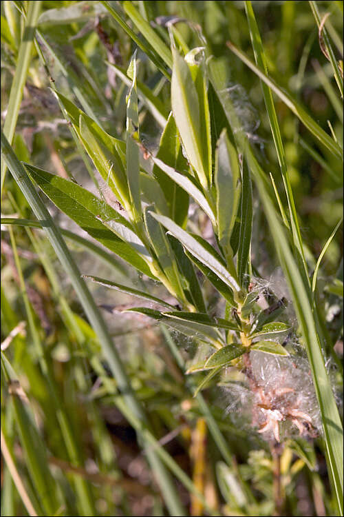 Image of Rosemary-leaved Willow