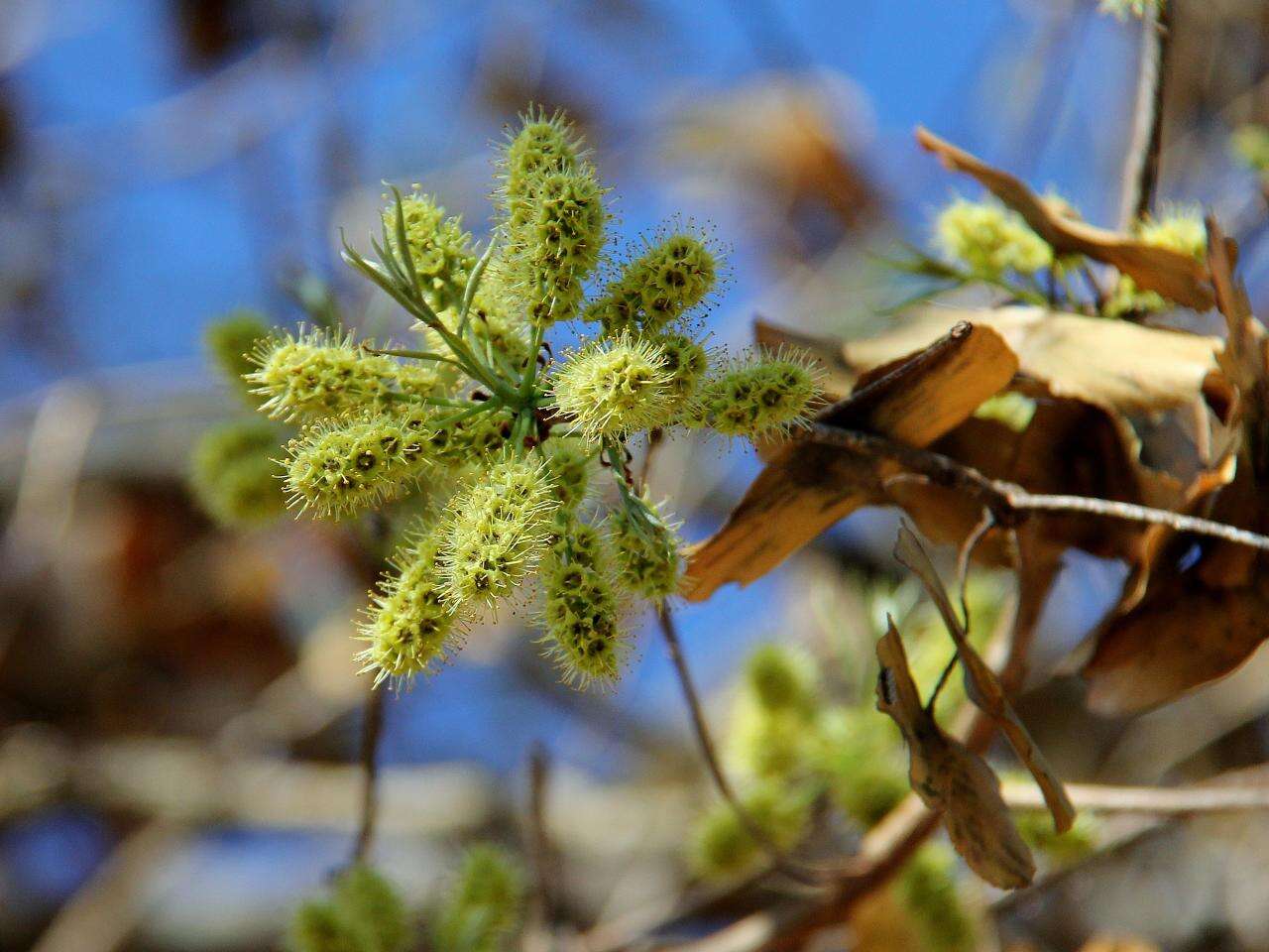 Image of Terminalia argentea Mart.