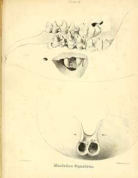 Image of Mammut Blumenbach 1799