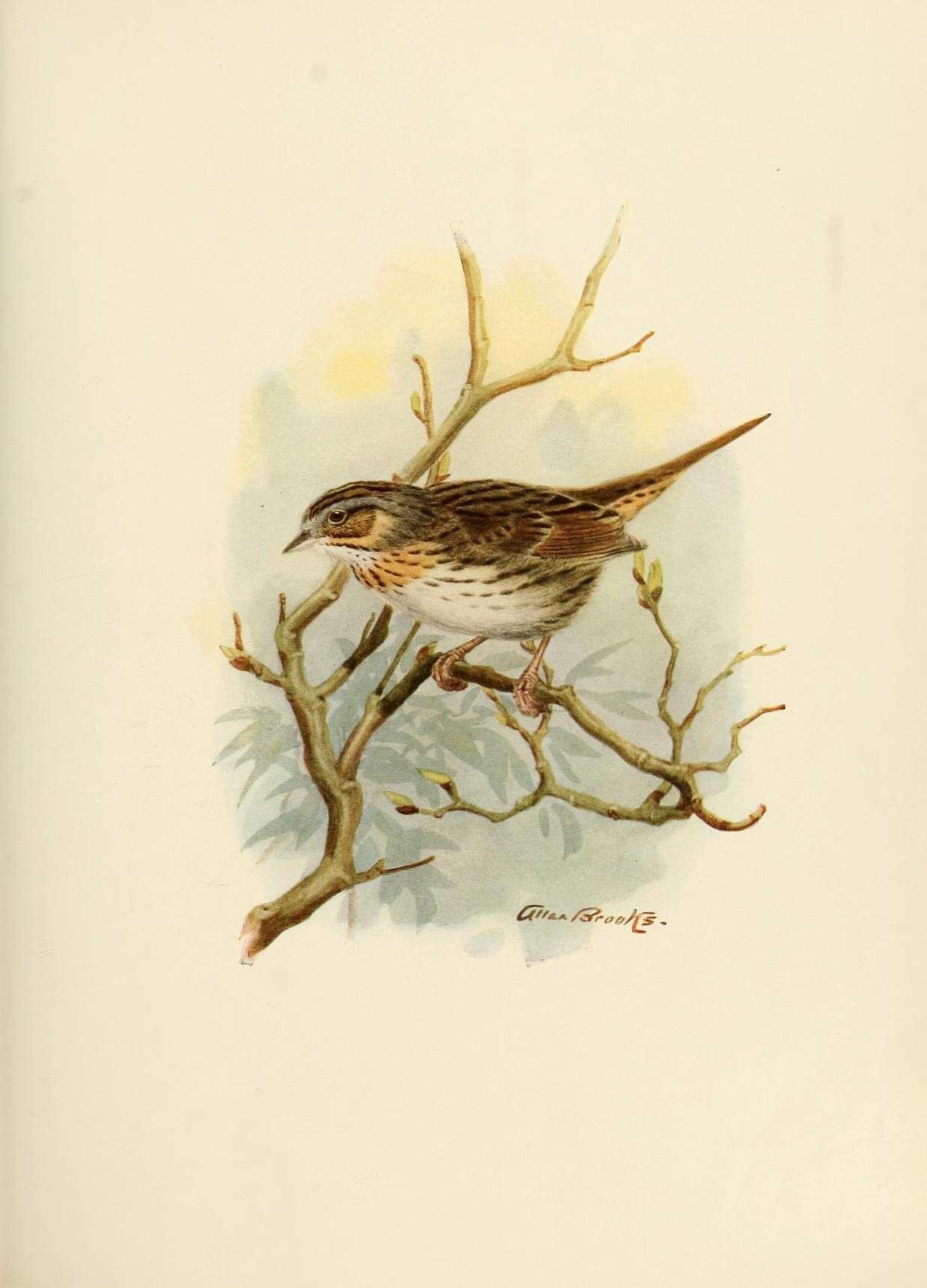 Слика од Melospiza lincolnii (Audubon 1834)