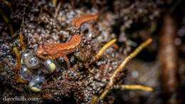 Image of dusky salamanders