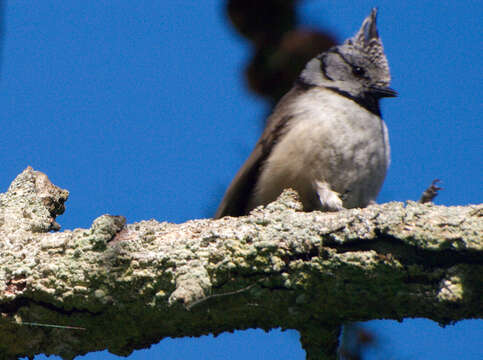 Image of Lophophanes Kaup 1829