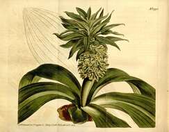 Imagem de Eucomis regia (L.) Aiton