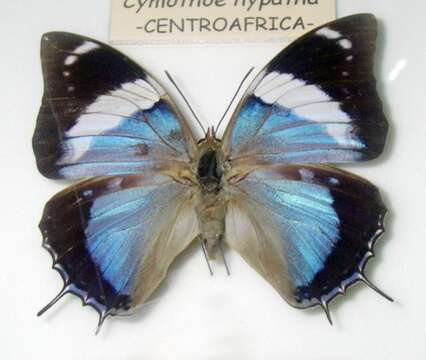 Image of Charaxes bohemani Felder & Felder 1859