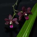 Image of Phalaenopsis tetraspis var. imperatrix purple