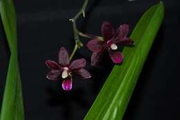 Image of Phalaenopsis tetraspis var. imperatrix purple