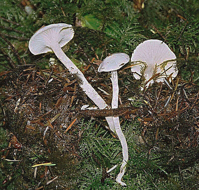 Image of Cuphophyllus
