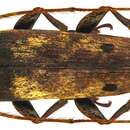 Image of Sybra bifuscopunctata