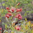 Image of Grevillea decora subsp. decora