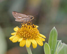 Image of Salt Marsh Skipper