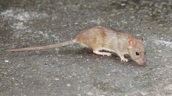 Image of Rat