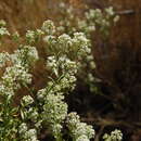 Image de Lepidium eastwoodiae Wooton