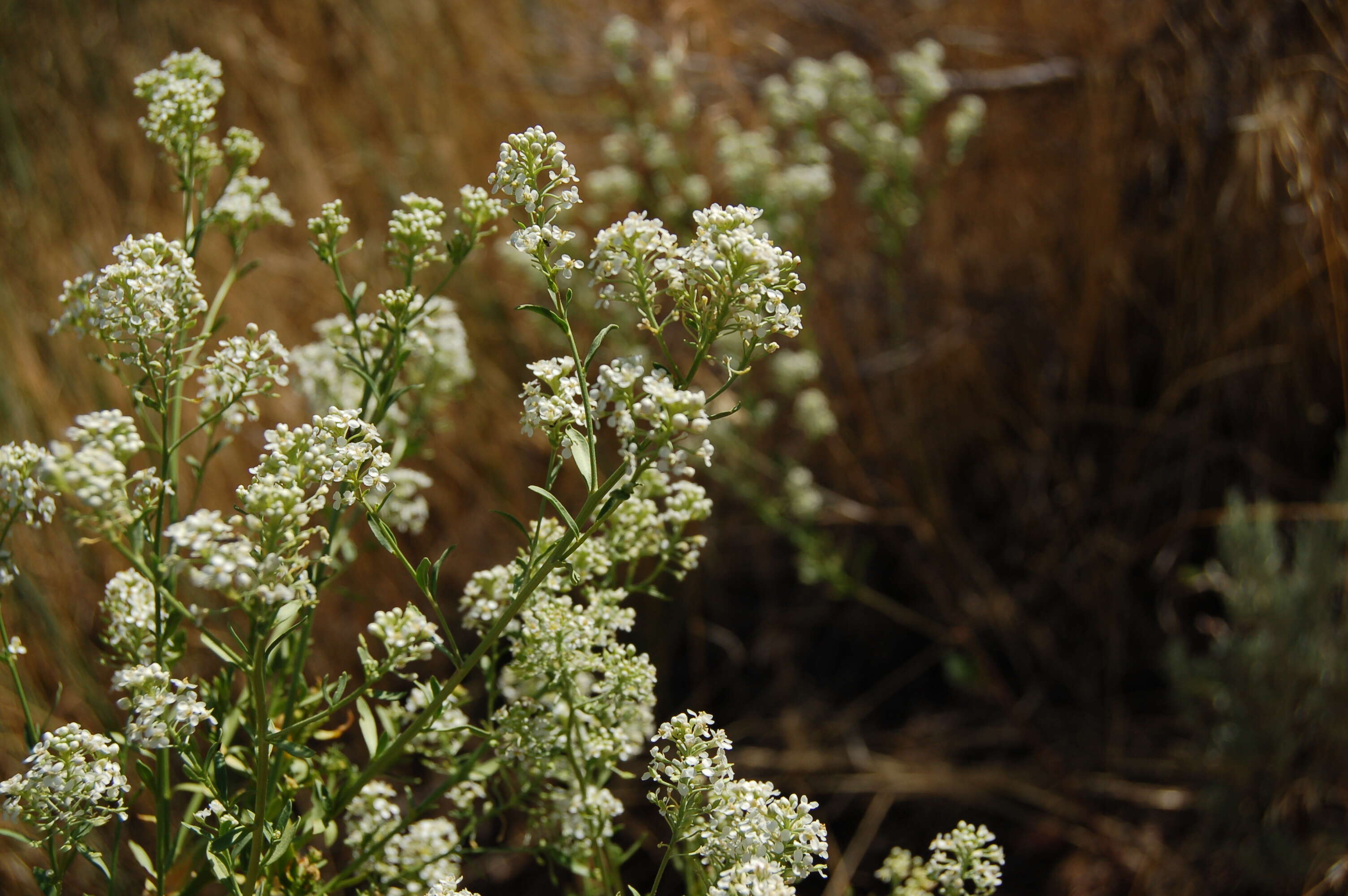 Image of Peppercresses