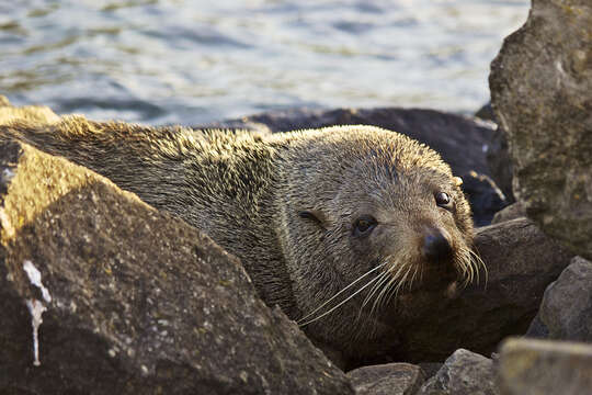 Image of Antipodean Fur Seal