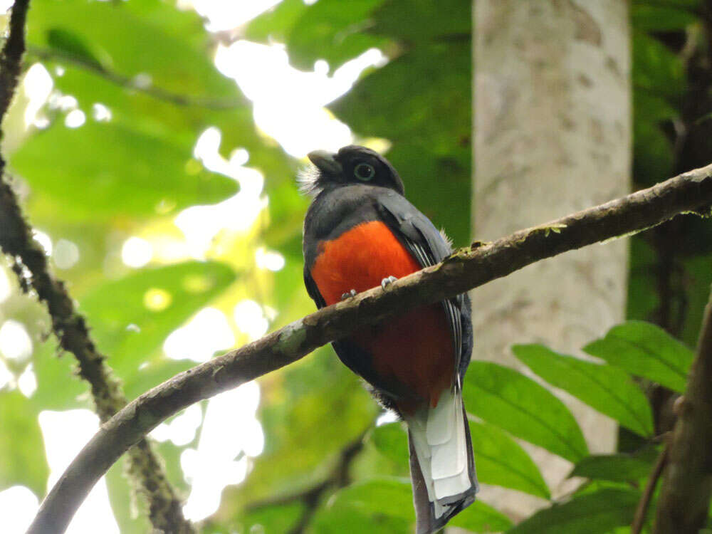 Image of Trogon Brisson 1760