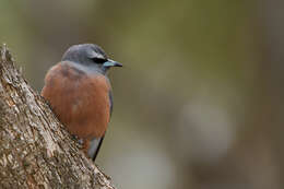 Image of White-browed Woodswallow