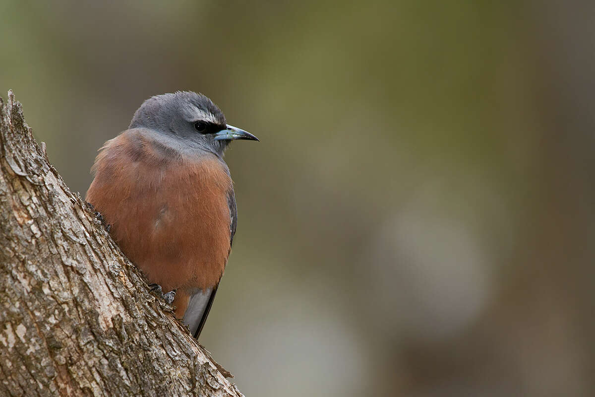 Image of White-browed Woodswallow