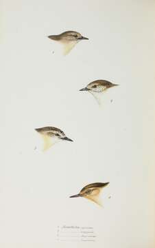 Image of Buff-rumped Thornbill