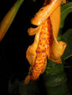 Image of Dieffenbachia aurantiaca Engl.