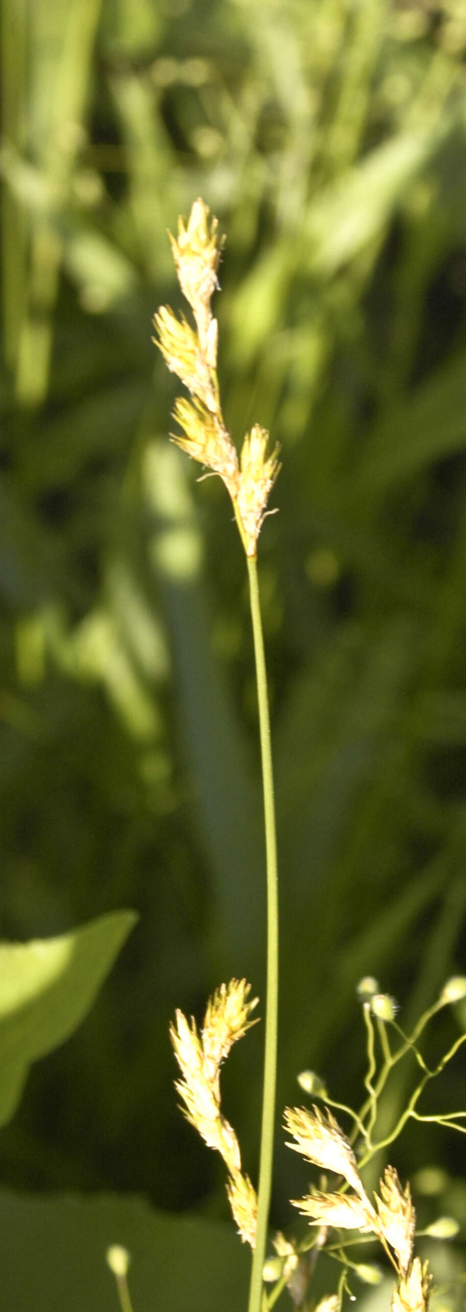 Image of Bicknell's sedge