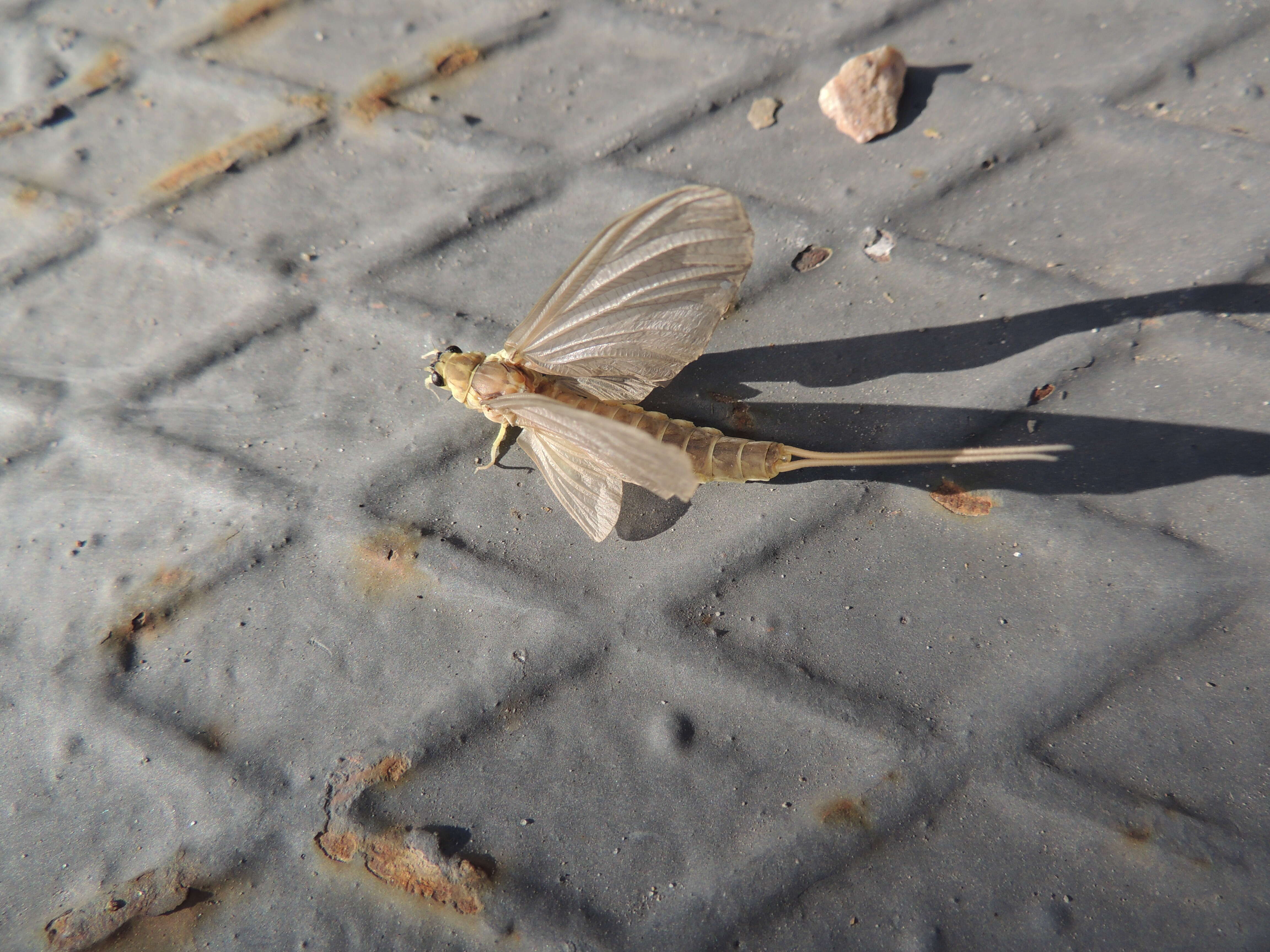 Image of riverbed burrower mayflies