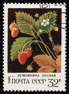 Image of strawberry