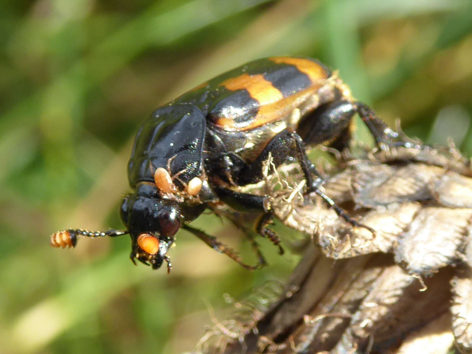 Image of Nicrophorus (Nicrophorus) interruptus (Stephens 1830)