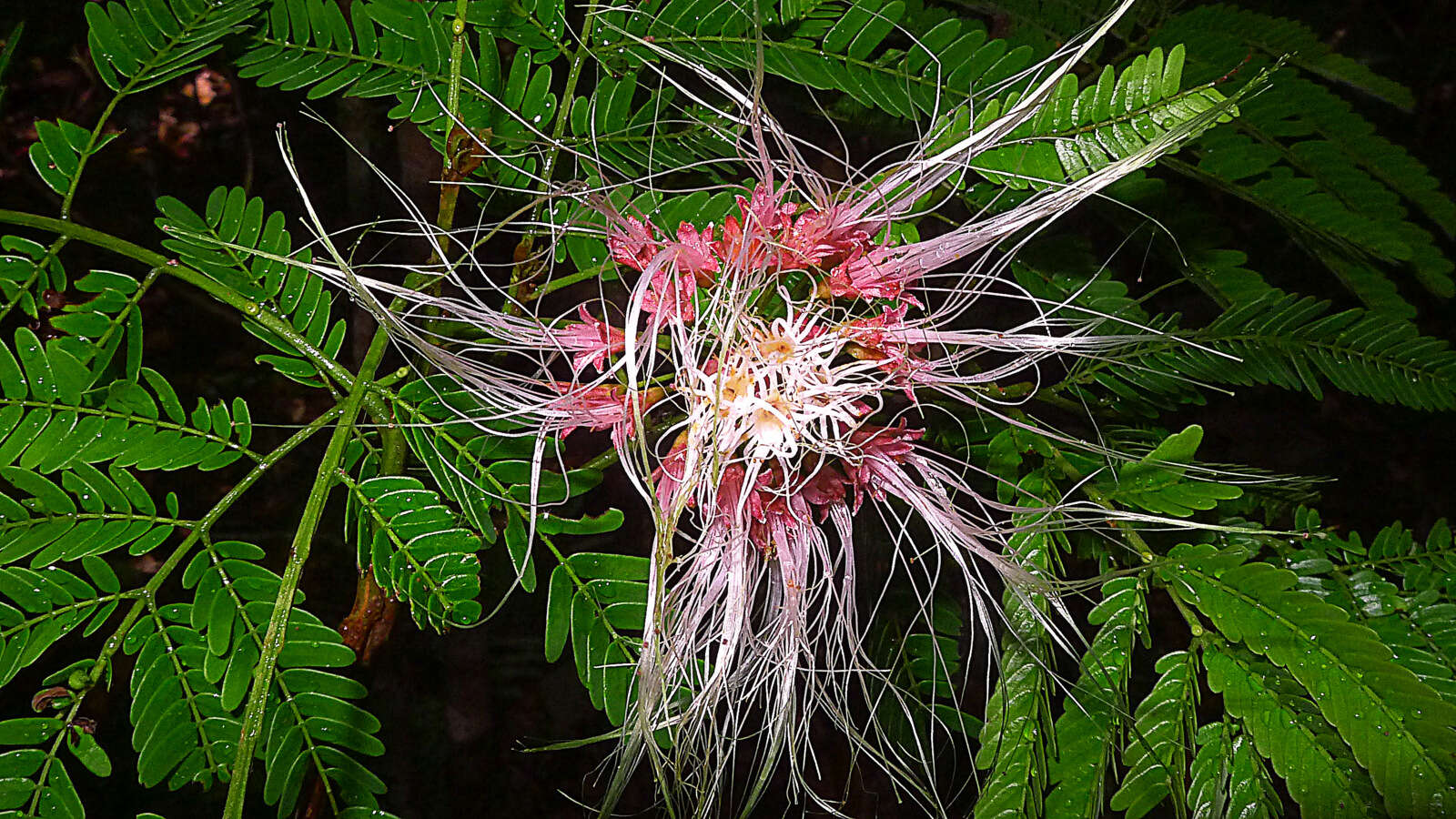 Image of Albizia pedicellaris (Dc.) L. Rico