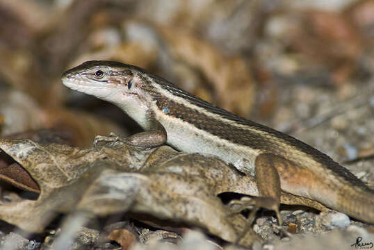 Psammodromus algirus (Linnaeus 1758) resmi